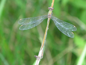 Westliche Weidenjungfer