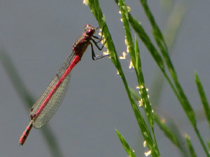 Frühe Adonislibelle