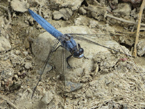 Südlicher Blaupfeil