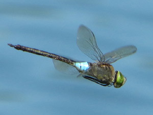 Kleine Königslibelle