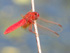 Feuerlibelle: Männchen, vor Rot strotzend