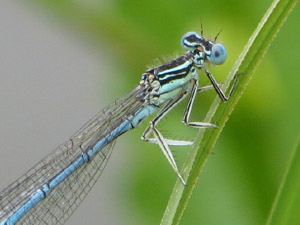 Blaue Federlibelle