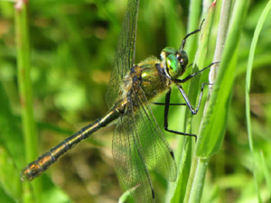 Falkenlibelle