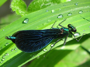 Blauflügel Prachtlibelle