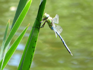 Große Königslibelle