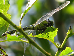 Kleine Zangenlibelle