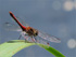 Segellibellen: Blutrote Heidelibelle