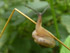 Schnecke raus aus Schneckenhaus