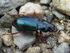 Harpalus spec.