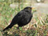 Amsel