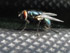 Fliege