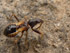 Nymphe der Ameisensichelwanze