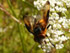 Raupenfliege Phasia hemiptera
