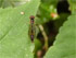 Gemeine Schattenschwebfliege