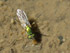 Langbeinfliege Poecilobothrus Nobilitatus