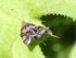 Spreizflügelfalter (Prochoreutis sp.)