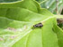 Waffenfliege (Pachygaster atra)