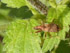 Vermutlich Himacerus mirmicoides (Ameisensichelwanze)