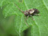 Dorniger Wimperbock (Pogonocherus hispidus)