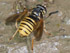 Wespen-Moderholzschwebfliege