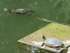 Schmuckschildkröten