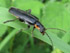 Cantharis paradoxa oder obscura