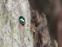 Grün-roter Käfer
