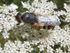 Möglicherweise eine Waffenfliege (Odontomyia ornata)