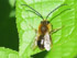 Mai-Langhornbiene