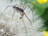 Philodromus dispar