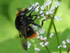 (Hummel-Waldschwebfliege Volucella bombylans var. bombylans)