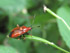 Rote Weichwanze