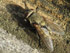 Pollenia rudis