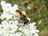 Kleine Keilfleckschwebfliege